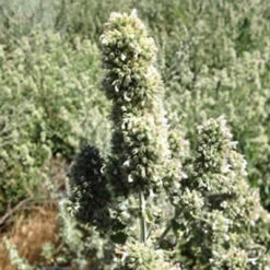 From The Field Purrrfect Deluxe Cat Toy Gift Set -Pet Sales Store Catnip Buds 2013 2c7396d9 d427 47c1 9156 a738377ac2de