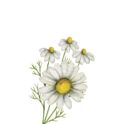 TrueBlue Super Easy Ear Wipes -Pet Sales Store Chamomile Conditioning Shampoo 720d8dc4 c20e 4b0c a7db a78c51180ec8