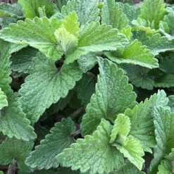 From The Field Purrrfect Deluxe Cat Toy Gift Set -Pet Sales Store Field Test 1 4dd1f09b 8dce 4ba1 a7a0 345612418bbb