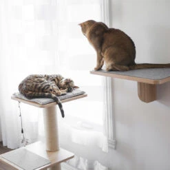 Beonebreed Cat Hammock Bed 24 Beonebreed Cat Hammock Bed -Pet Sales Store Katt3EVOshelf post 978ac939 2acb 4223 adb6 f4db4476c367