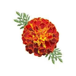 TrueBlue Super Easy Ear Wipes -Pet Sales Store Marigold Easy Ear Wipes