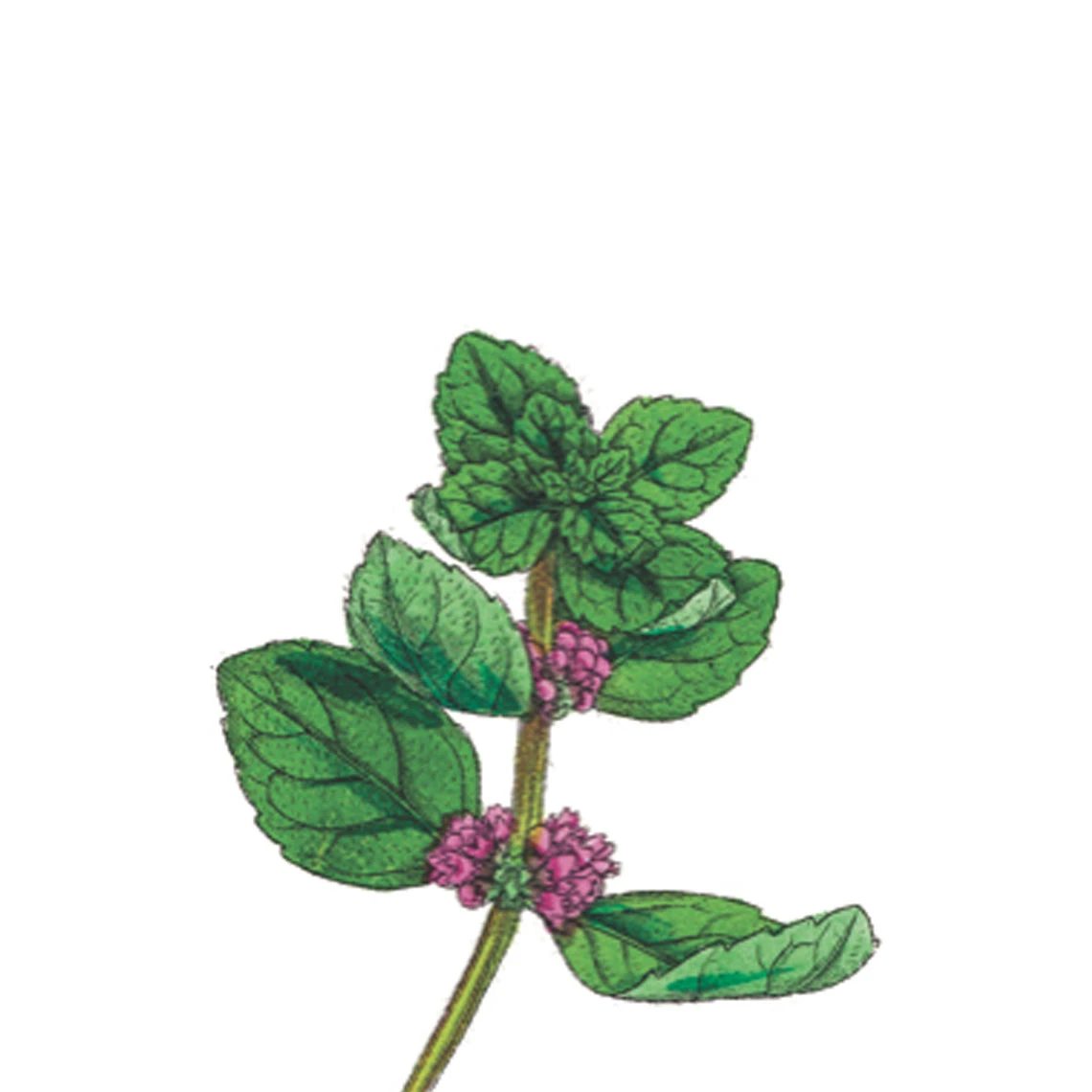 TrueBlue Fast & Fresh Dental Swipes 3 TrueBlue Fast & Fresh Dental Swipes - Image 3