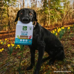 Only Natural Pet EasyDefense Flea & Tick Dog Collar Multi Pack -Pet Sales Store ONPEasyDefenseNon ToxicFlea TickCollarforDogsLifestyle 670f18ec d0d5 4a3a 984a 7703330ade9e