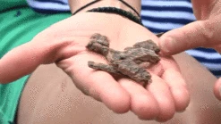 Only Natural Pet MaxMeat Lamb & Whitefish With Pumpkin Recipe Air-Dried Dog Food Topper 7 Only Natural Pet MaxMeat Lamb & Whitefish With Pumpkin Recipe Air-Dried Dog Food Topper -Pet Sales Store OnlyNaturalPetGrain FreeMaxMeatAirDriedRealMeatDogFood low 1 ccff96b9 d163 4f8e aea3 2e5841bd7c43