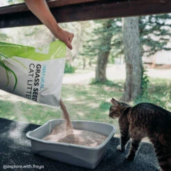 Only Natural Pet Non GMO Fast Clumping Grass Seed Cat Litter -Pet Sales Store OnlyNaturalPetNonGMOFastClumpingGrassSeedCatLitterLifestyleImage
