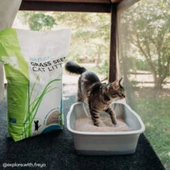 Only Natural Pet Non GMO Fast Clumping Grass Seed Cat Litter -Pet Sales Store OnlyNaturalPetNonGMOFastClumpingGrassSeedCatLitterLifestyleImage2