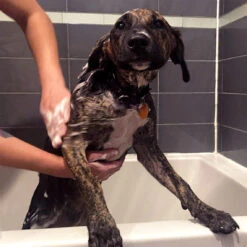 PetAlive Cushex Drops M Homeopathic Remedy For Cushing's -Pet Sales Store PL360 12 26 IG d1ca6fd0 3941 4285 a694 78ef6cc28f5a