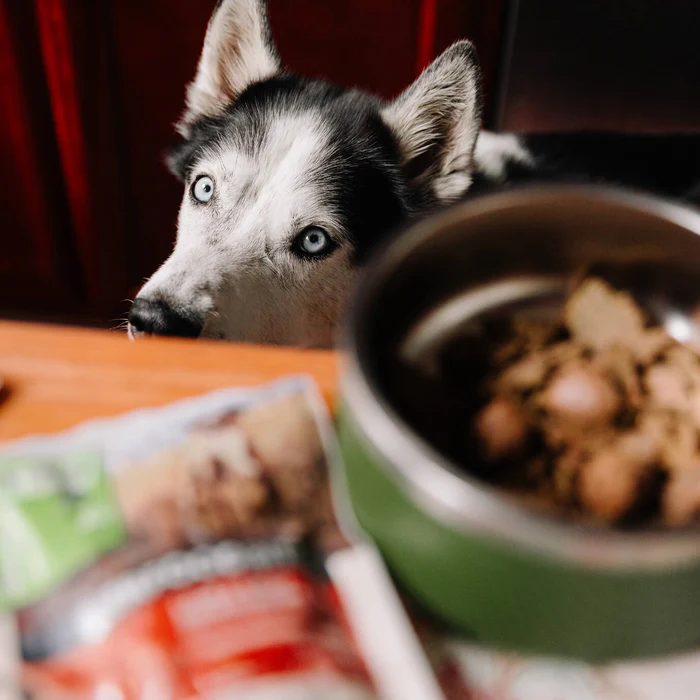 Pet Sales Store -Pet Sales Store PROMO SQ DOG 1376x1376 19bc908a 70c3 447d 9b82