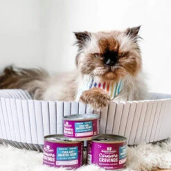 Stella & Chewy's Carnivore Cravings Savory Shreds Tuna & Mackerel Wet Cat Food 9 Stella & Chewy's Carnivore Cravings Savory Shreds Tuna & Mackerel Wet Cat Food -Pet Sales Store Stella Chewy sCarnCravSavoryShredsTuna MackerelLifestyle