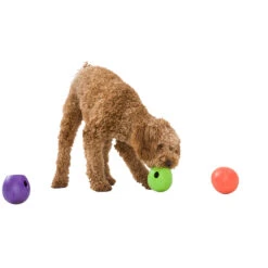 West Paw Rumbl Dog Puzzle Toy -Pet Sales Store WestPawRumblLifestyle