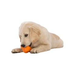 West Paw Zogoflex Tux -Pet Sales Store WestPawZogoflexTuxLifestyle3