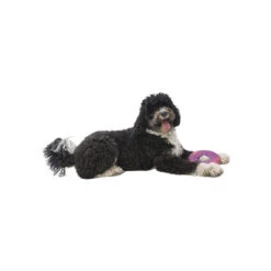 West Paw BPA-Free Sailz Float Toy For Dogs -Pet Sales Store WestPaw Sailz Hibiscus Dog